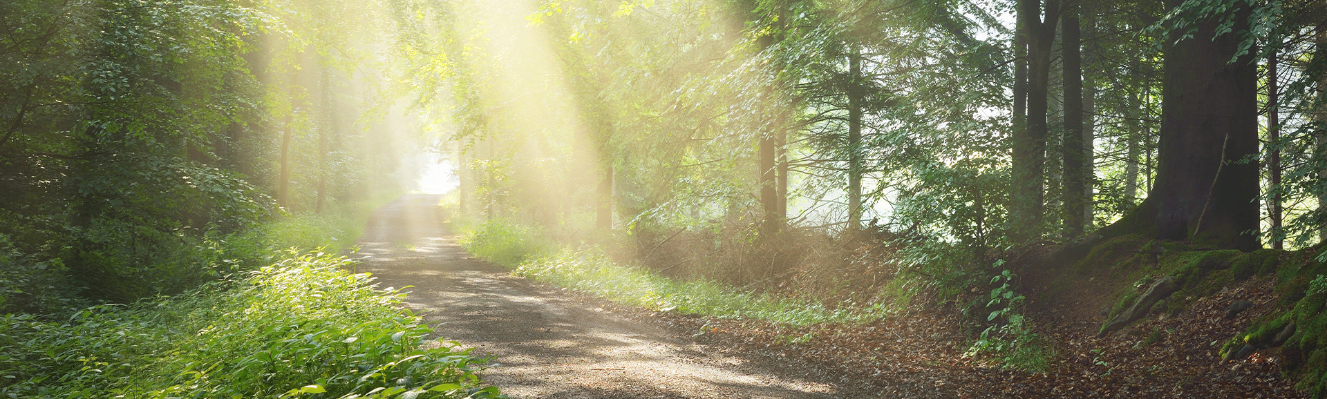 BIODROGA | TRUE BEAUTY made in Black Forest - since 1959