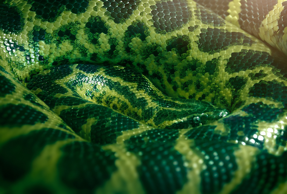 Grafisches Gestaltungselement Wirkstoff PepTox